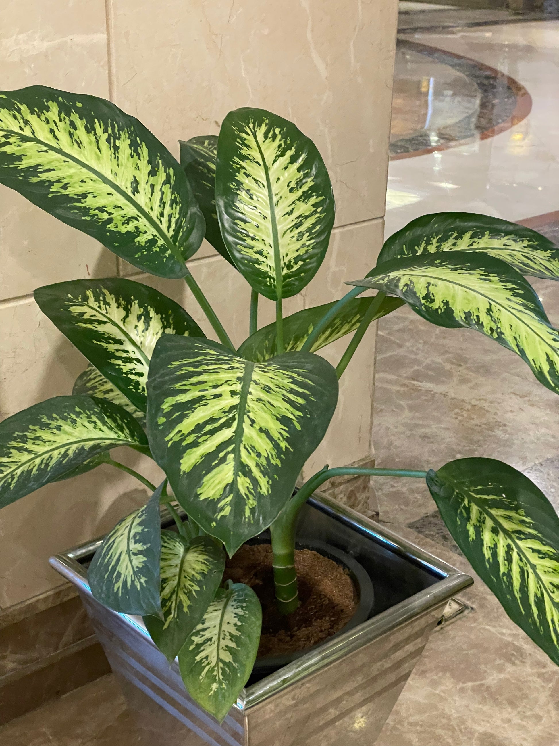 Dieffenbachia - دفنباخيا