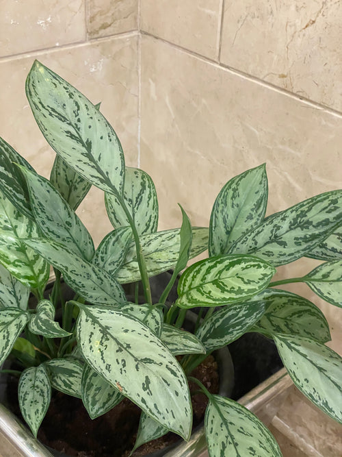 Aglaonema - اجلونيما سيلفر كوين