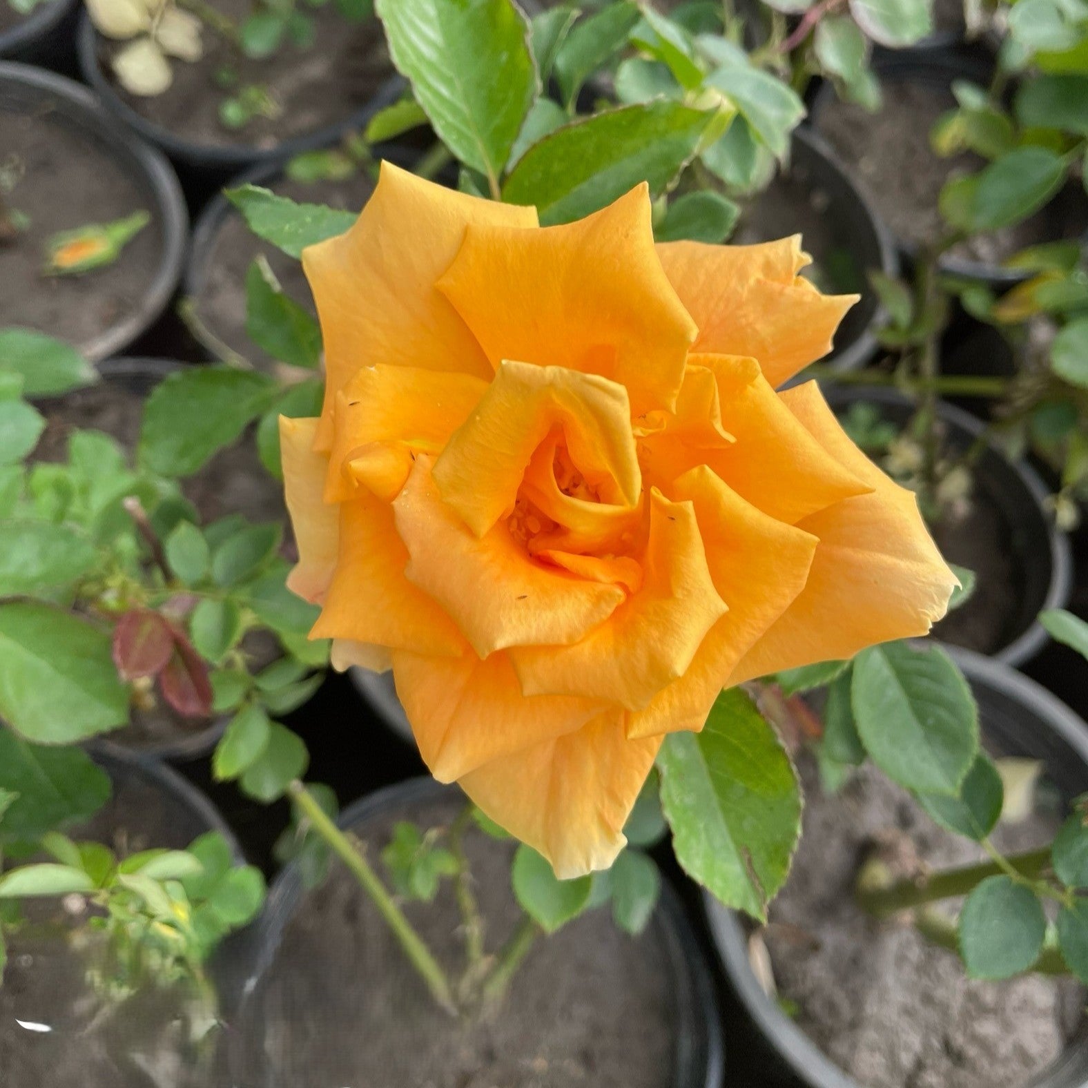 ورد بلدي Green Mist