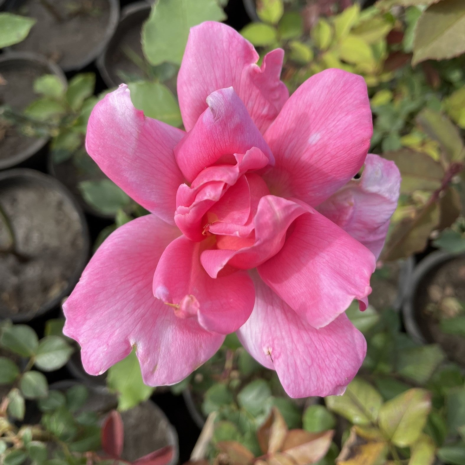 ورد بلدي Green Mist