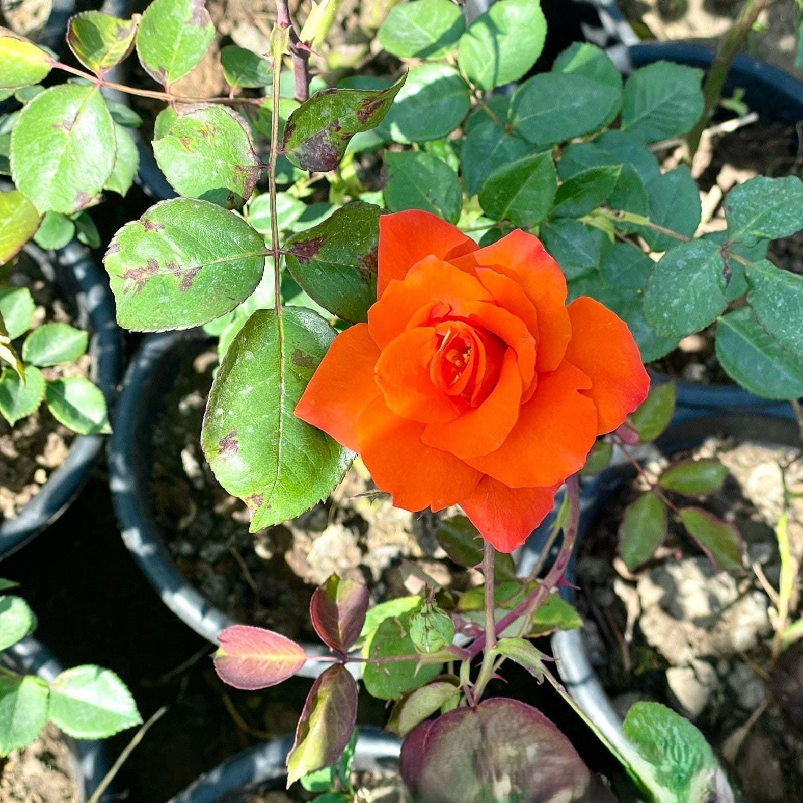 ورد بلدي Green Mist