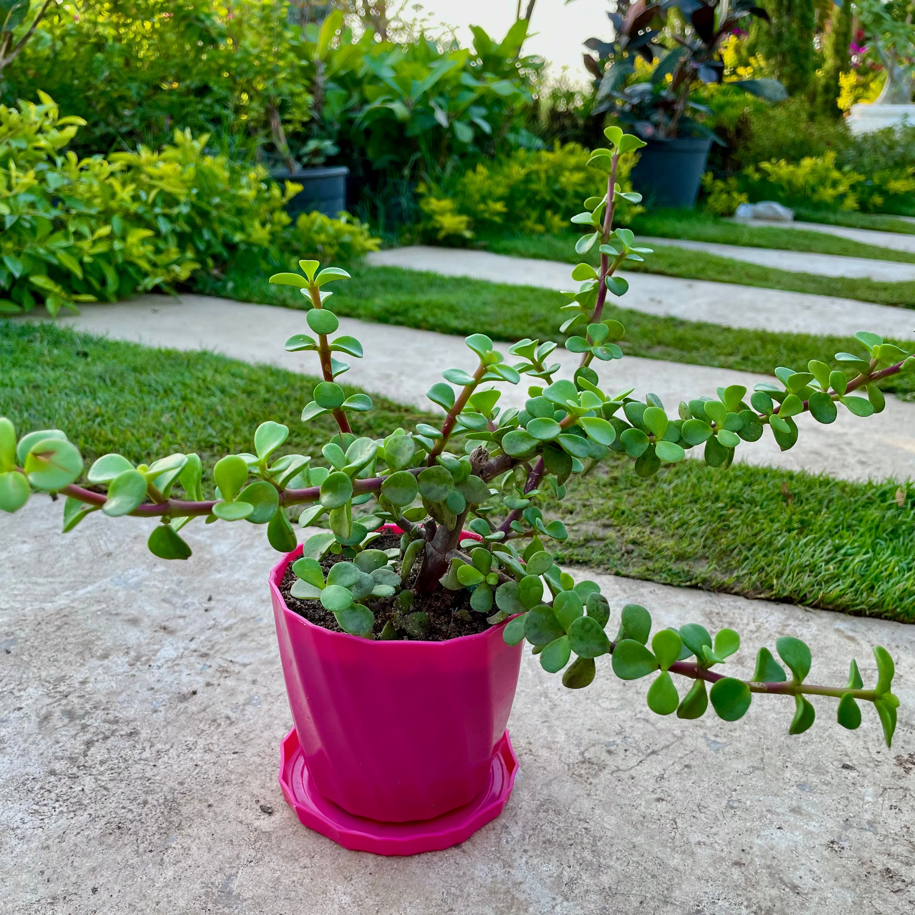 Portulacaceae - دمعة الطفل