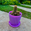 Mammillaria elongata - صبار كفتة