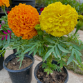 Marigold - ماري جولد
