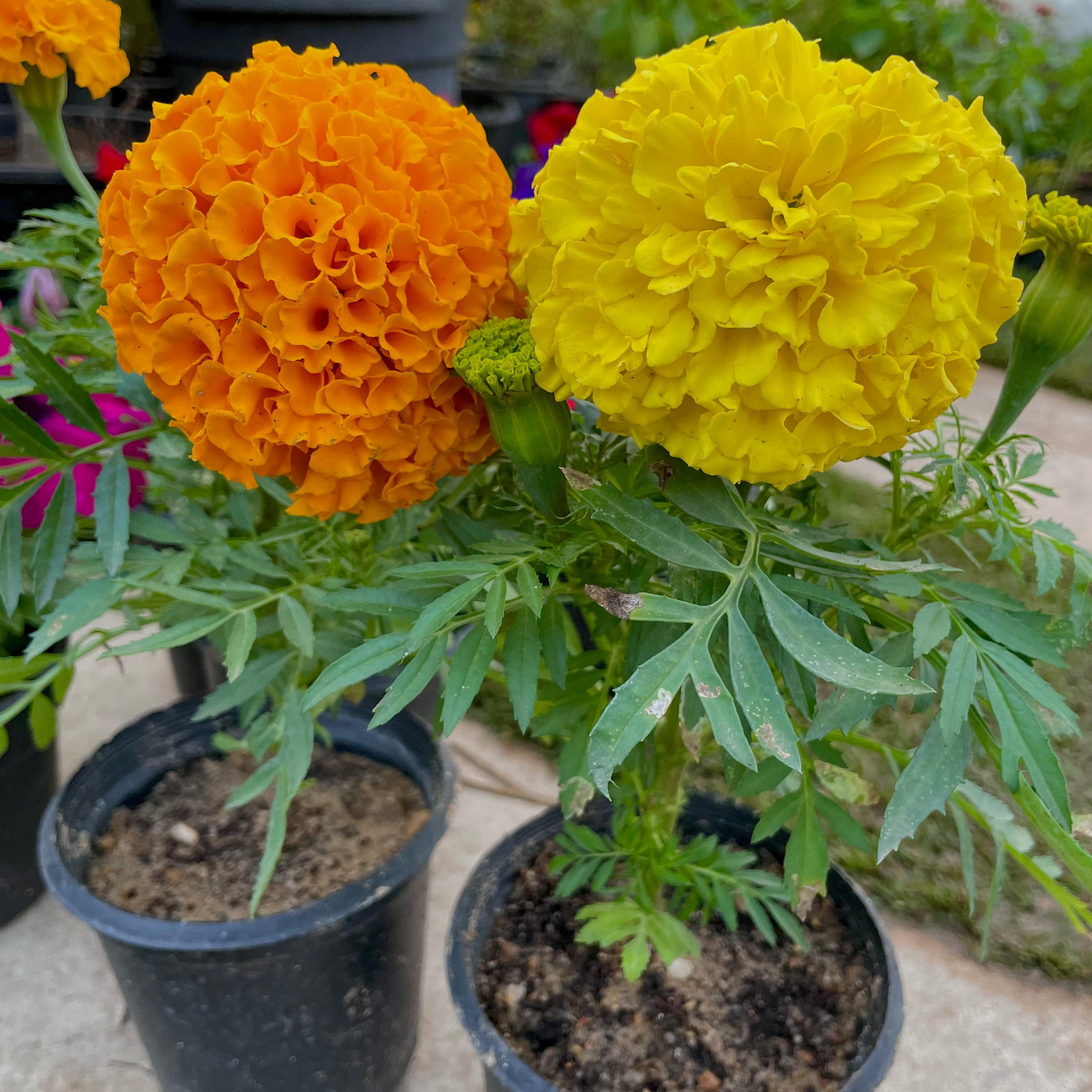 Marigold - ماري جولد
