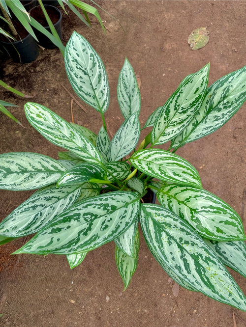 Aglaonema - اجلونيما سيلفر كوين