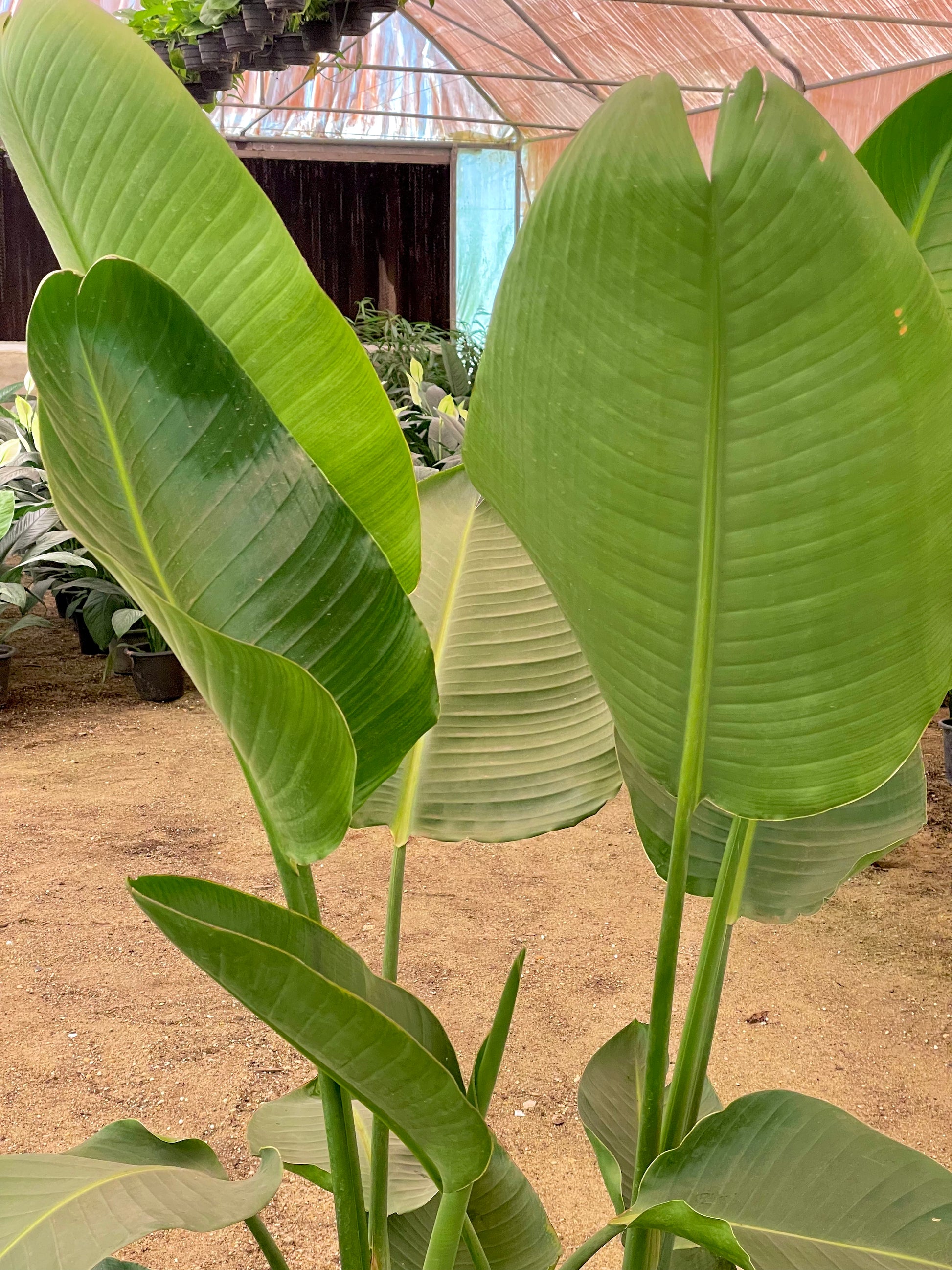 Strelitzia Nicolai - عصفور
