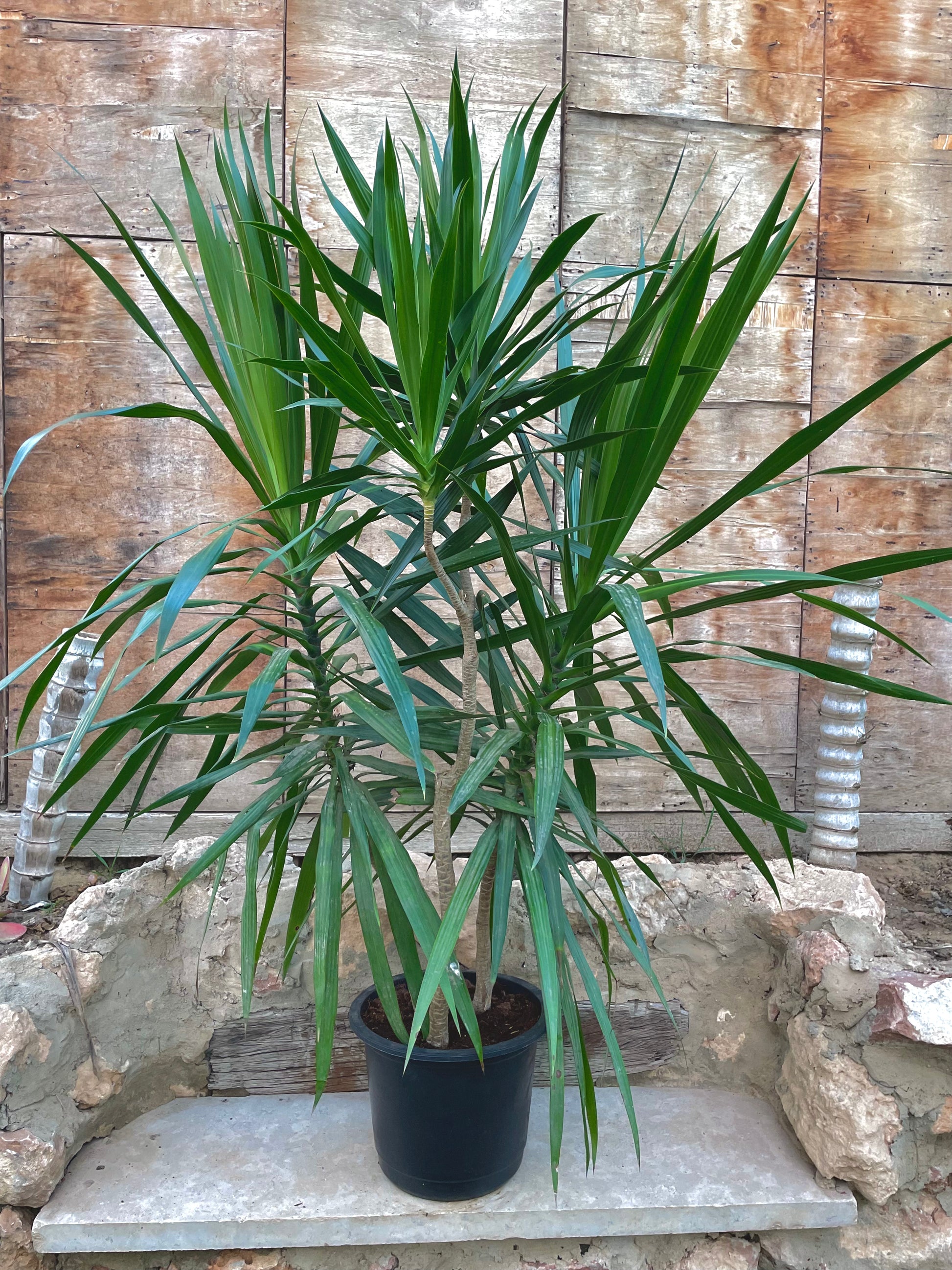 Dracaena - دراسينا سنتروزا داخلي