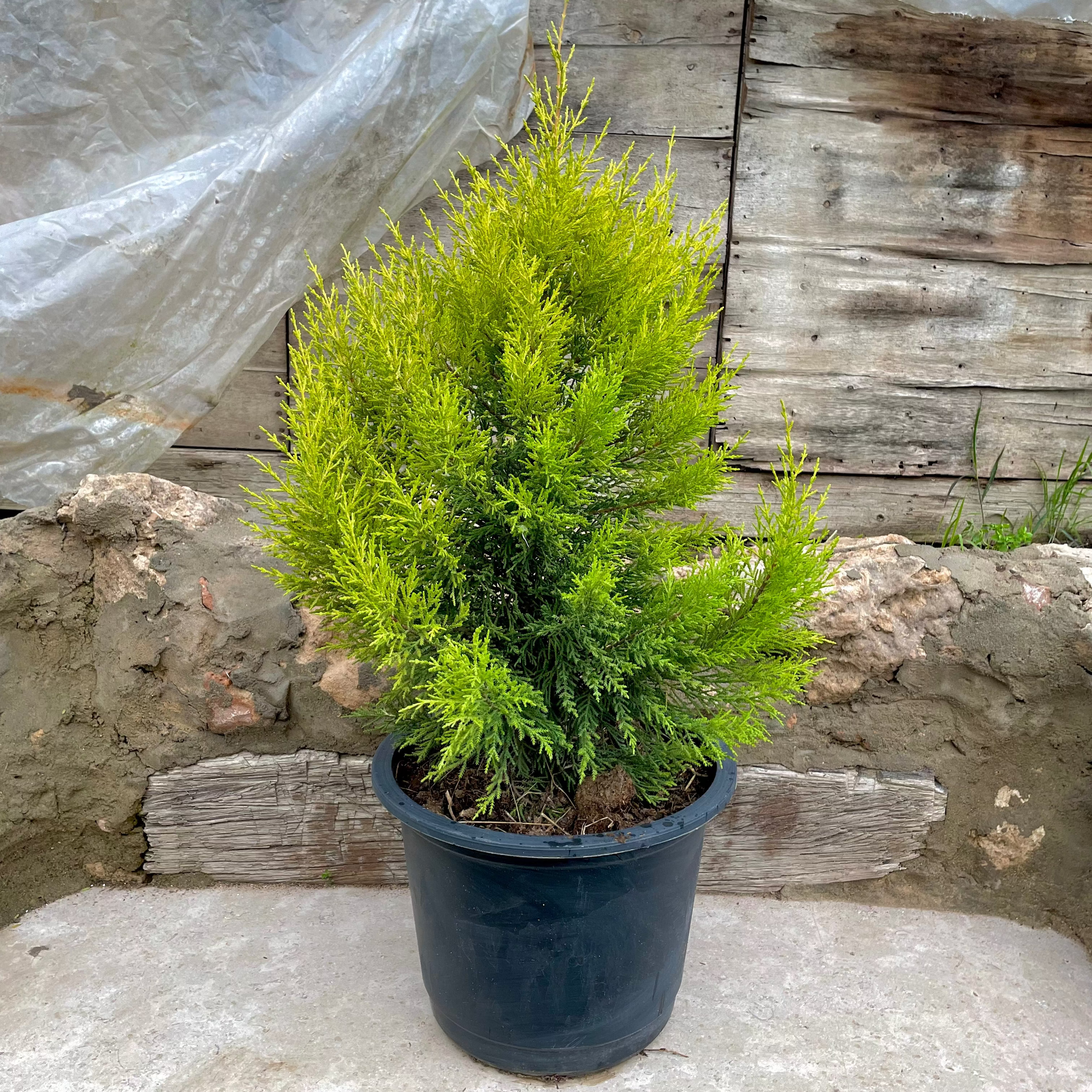 Cupressus - سرو ليموني