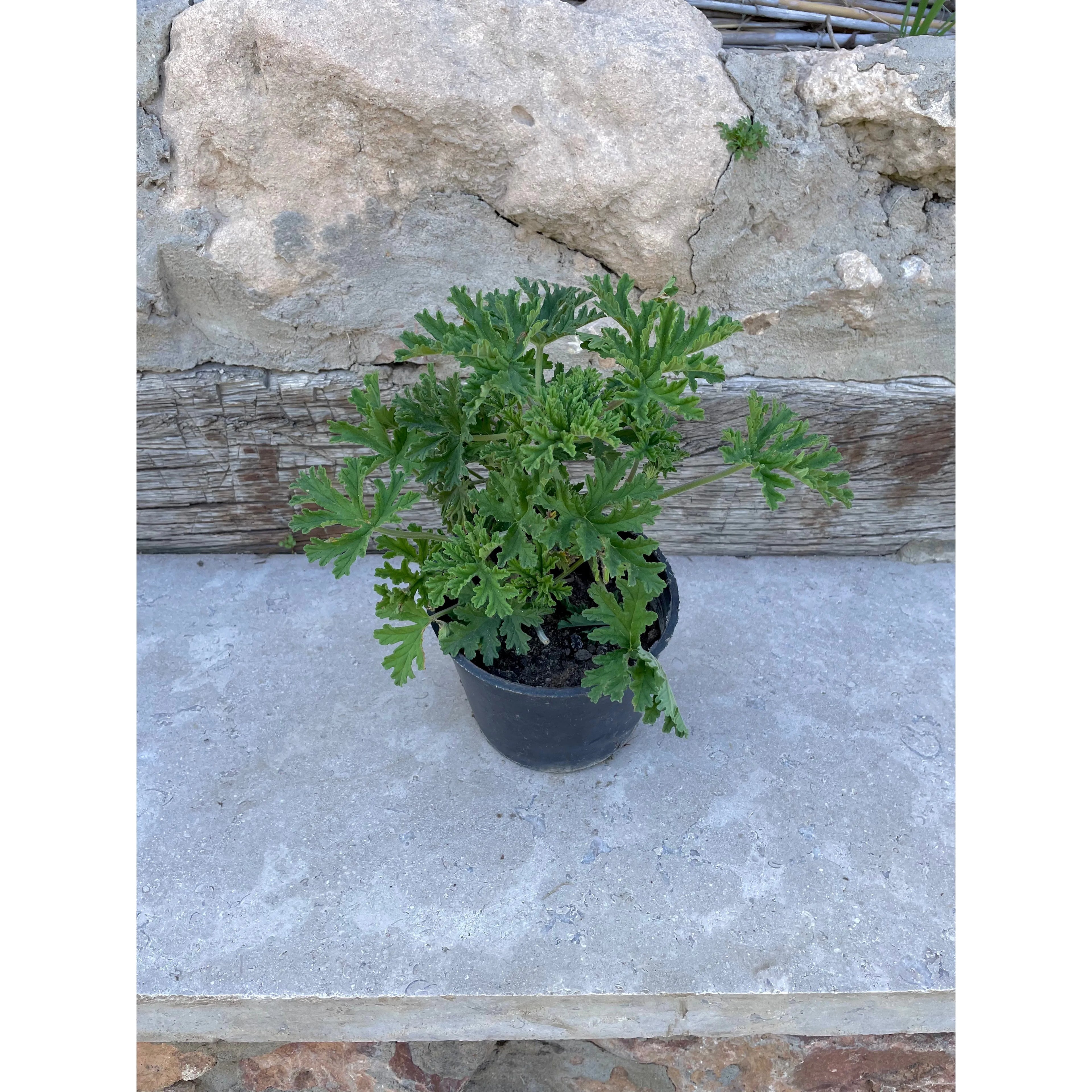 عتر Green Mist