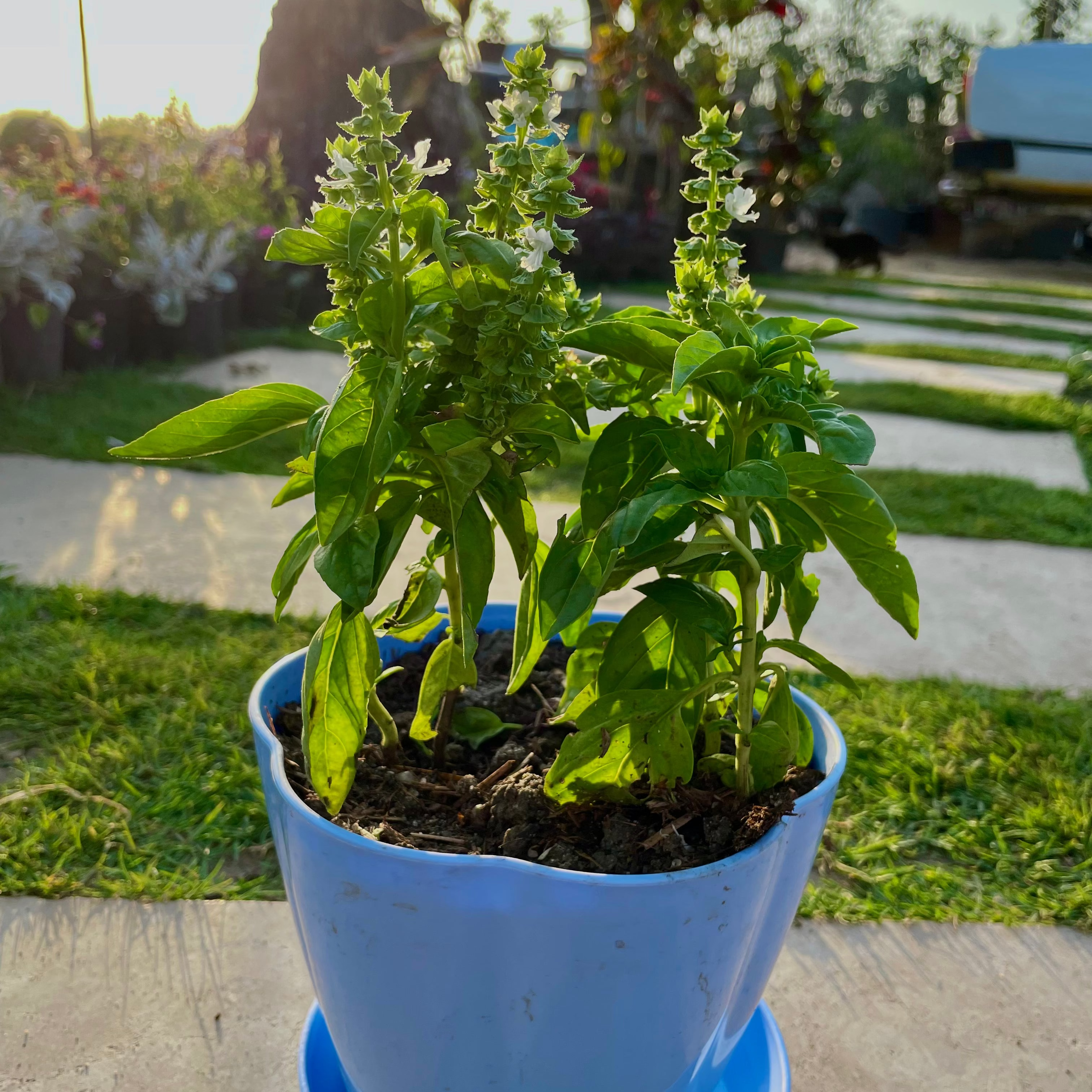 Basil - ريحان