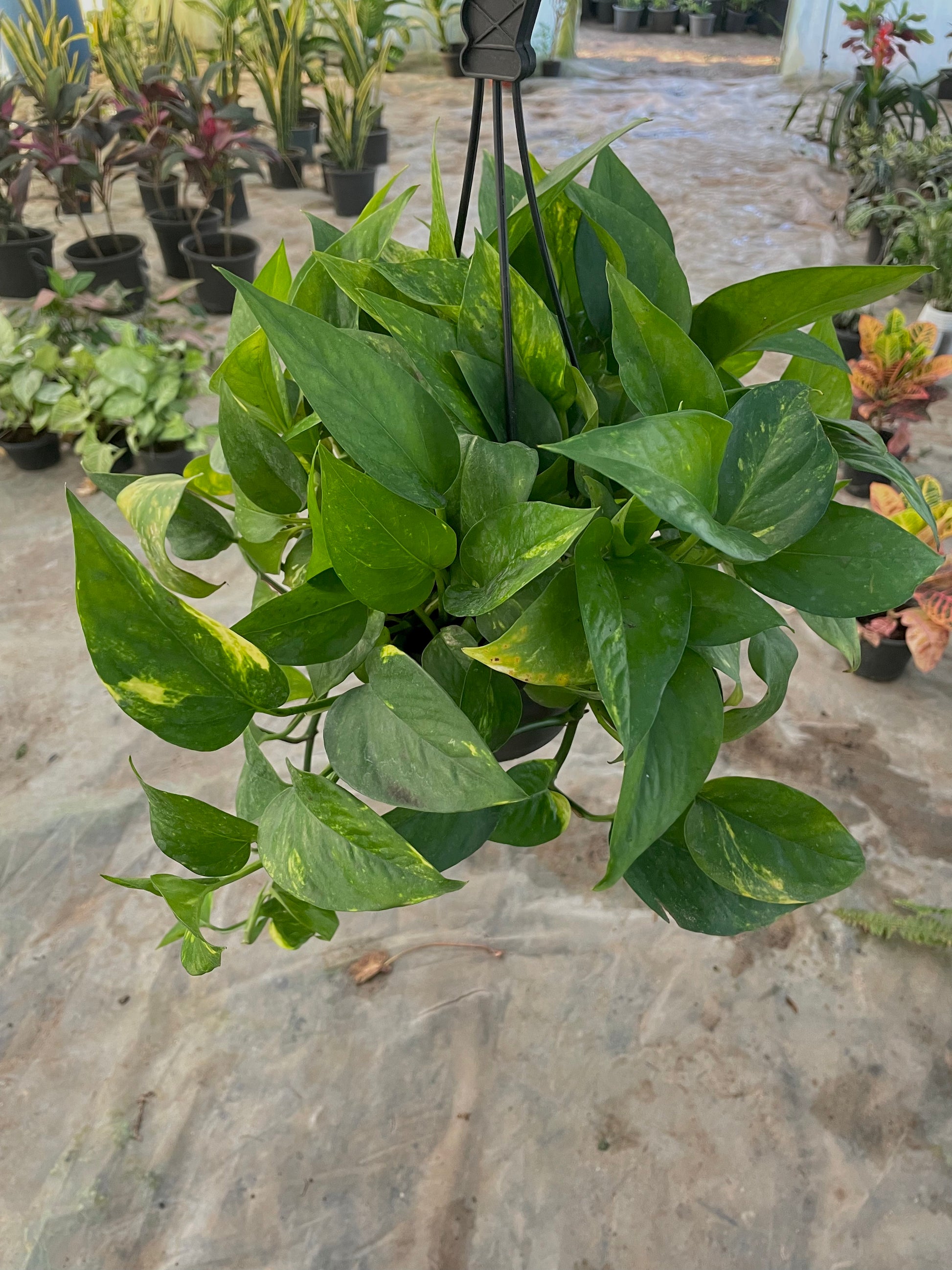 Pothos - بوتس