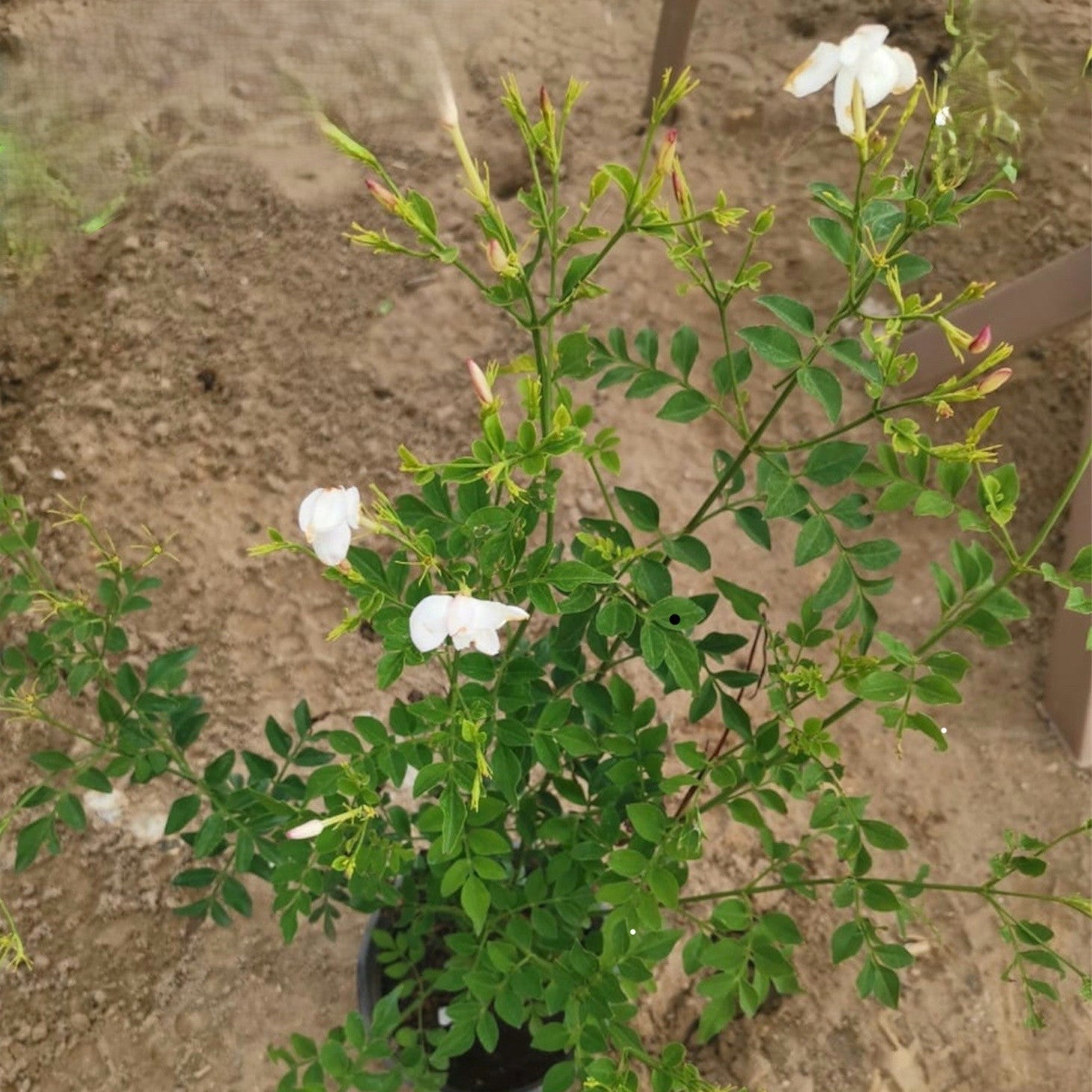 ياسمين بلدي Green Mist