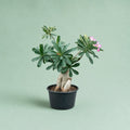 Adenium - ادانيوم - Green Mist