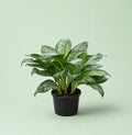 Aglaonema Golden Madonna - اجلونيما - Green Mist