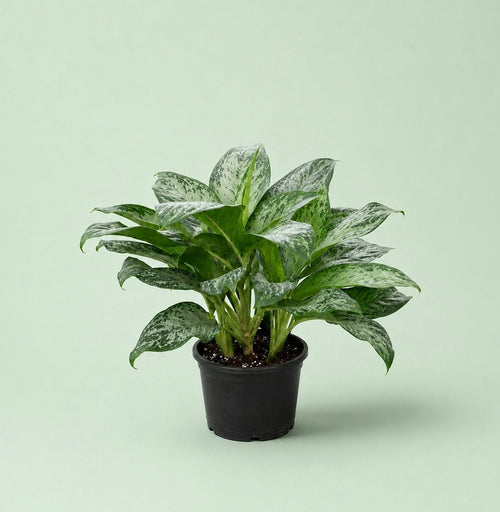 Aglaonema Golden Madonna - اجلونيما - Green Mist