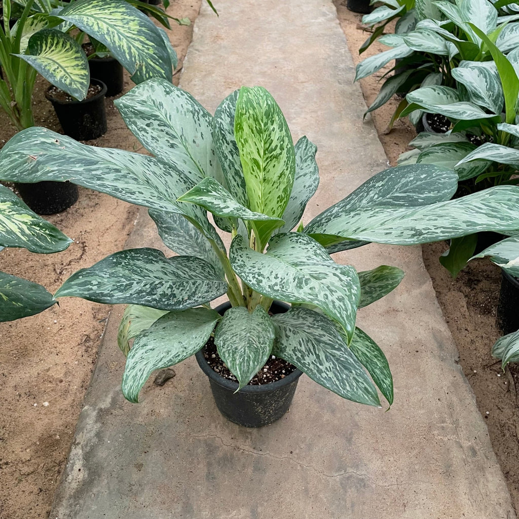 Aglaonema Green - اجلونيما - Green Mist