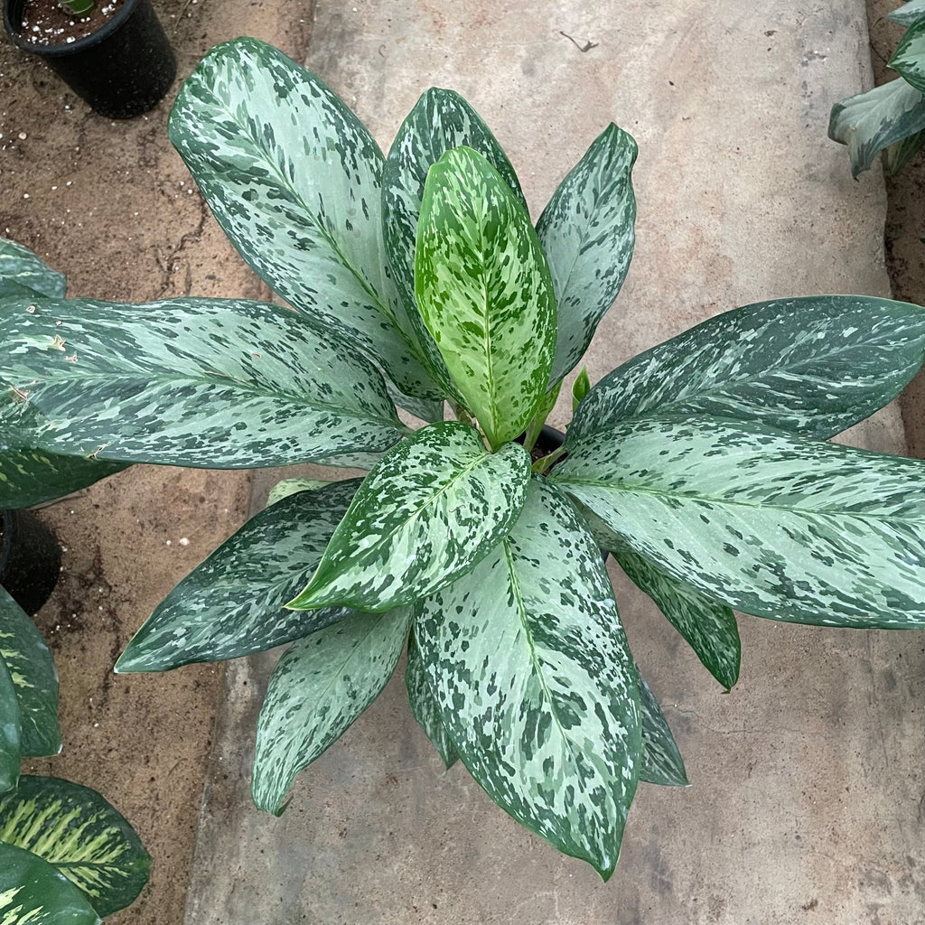 Aglaonema Green - اجلونيما - Green Mist