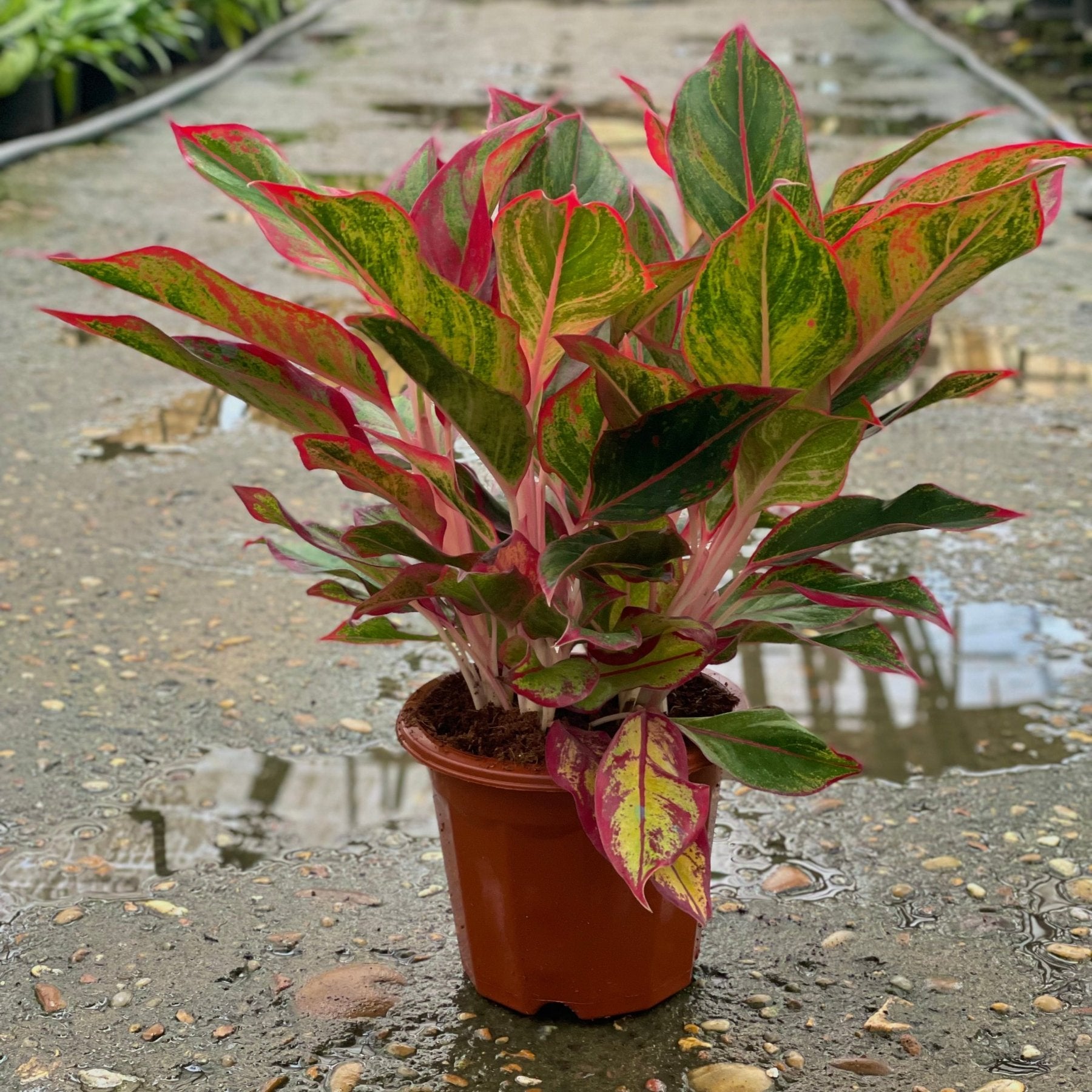aglaonema golden lipstick Aglaonema lipstick - اجلونيما