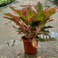 Aglaonema lipstick - اجلونيما احمر - Green Mist