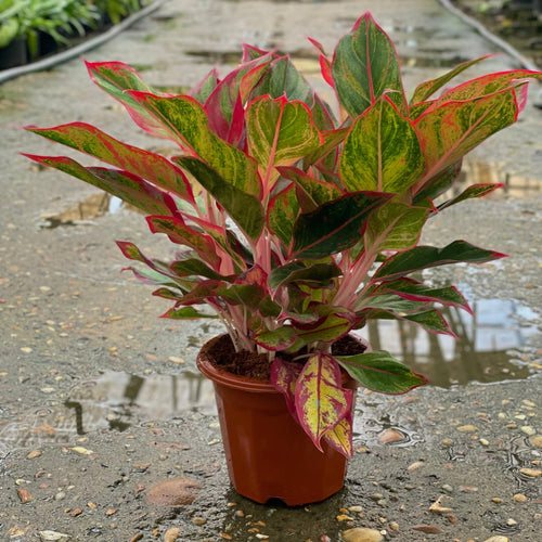 Aglaonema lipstick - اجلونيما احمر - Green Mist