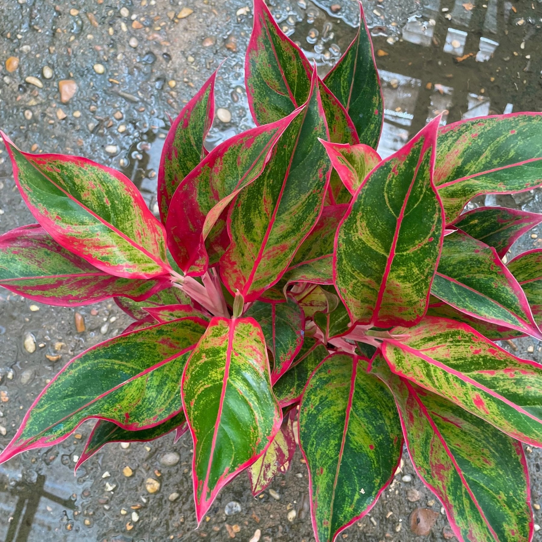aglaonema golden lipstick Aglaonema lipstick- اجلونيما احمر