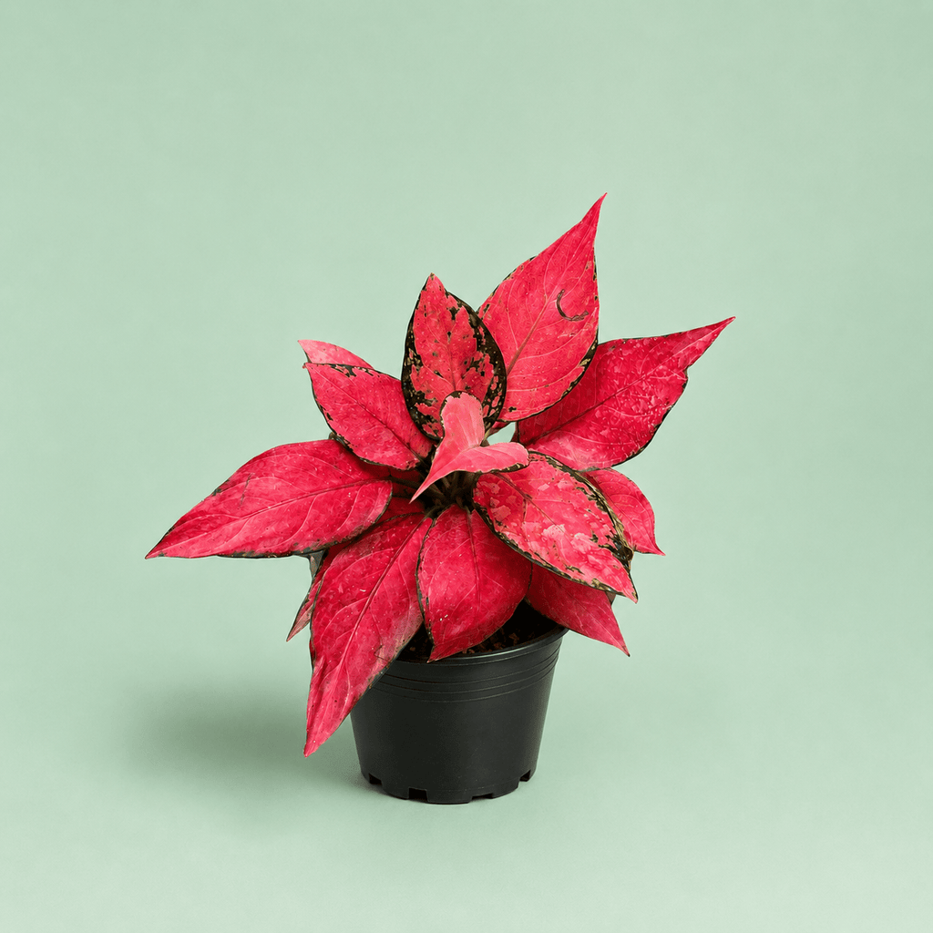 Aglaonema Red Star - اجلونيما احمر - Green Mist
