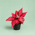 Aglaonema Red Star - اجلونيما احمر - Green Mist