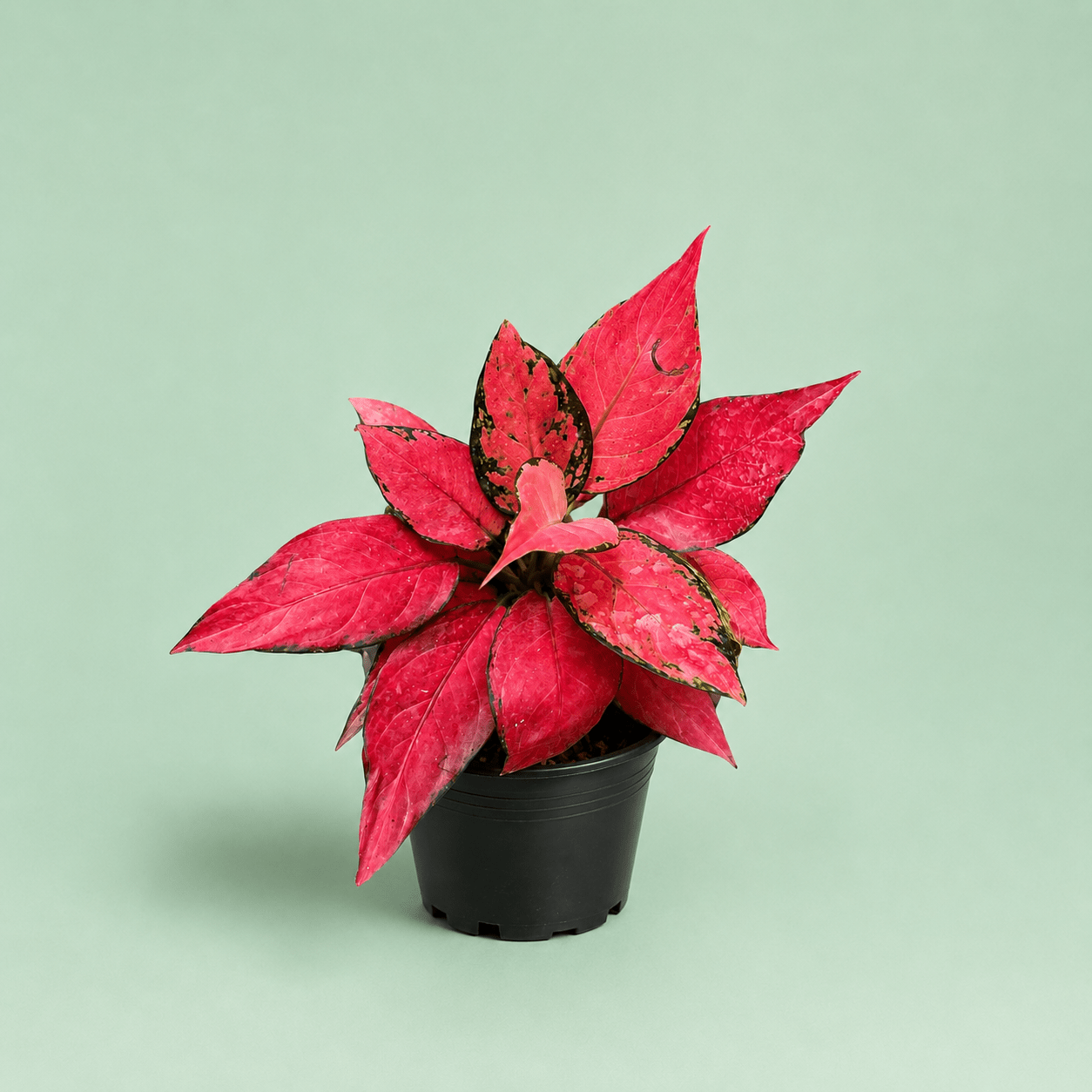 Aglaonema Red Star - اجلونيما احمر - Green Mist