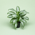 Aglaonema Silver Bay - اجلونيما - Green Mist