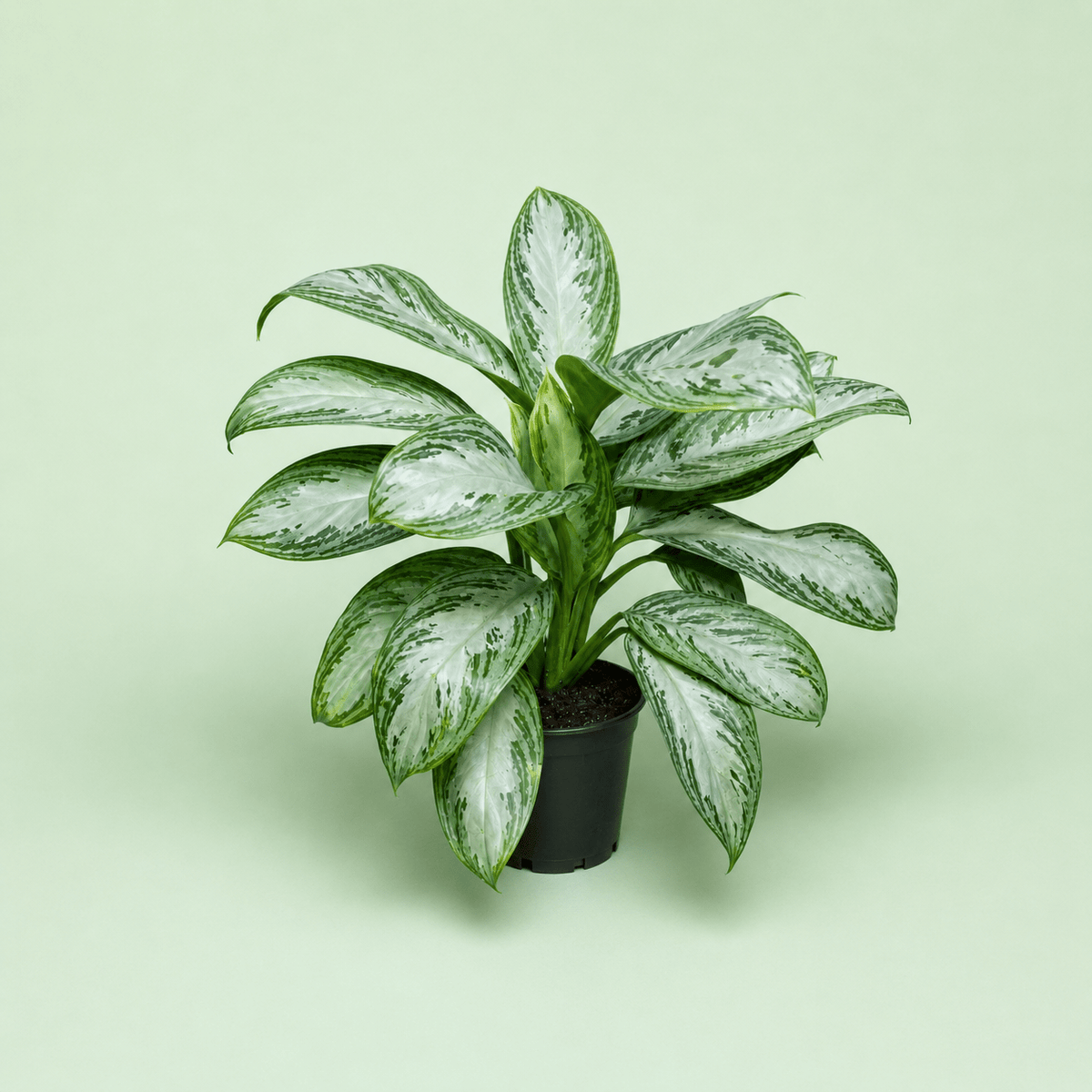 Aglaonema Silver Bay - اجلونيما - Green Mist