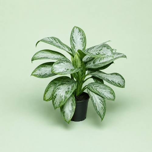 Aglaonema Silver Bay - اجلونيما - Green Mist