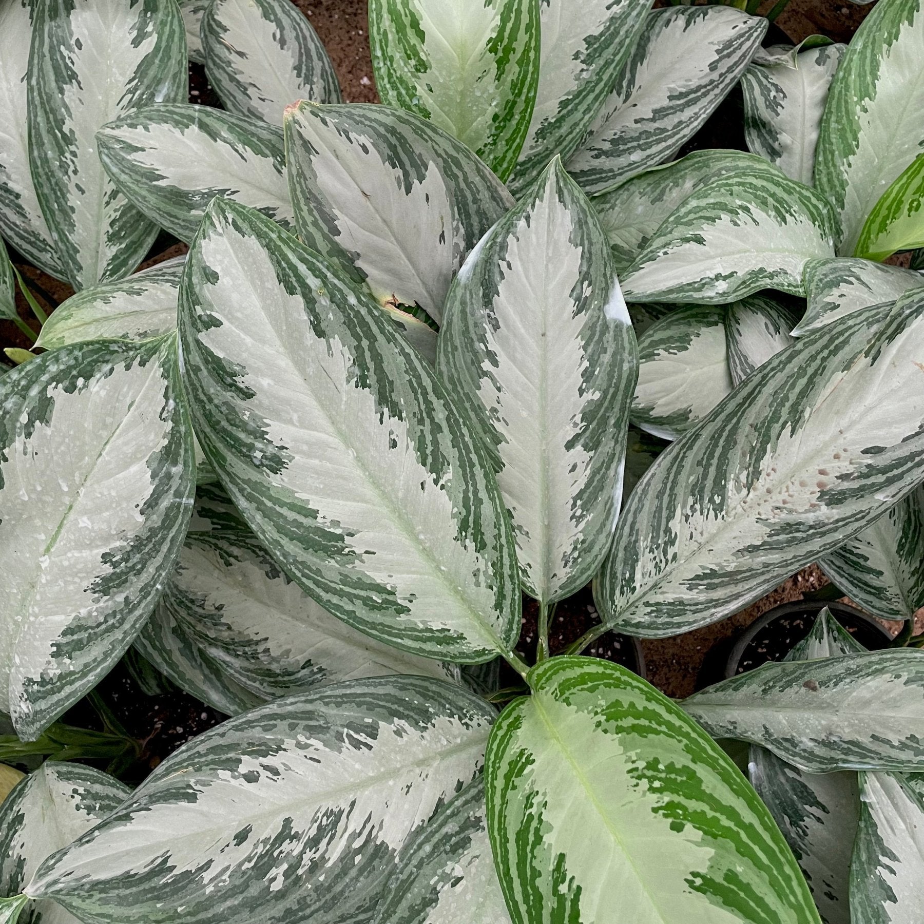 aglaonema silver queen vs silver bay Aglaonema Silver Queen - اجلونيما سيلفر كوين
