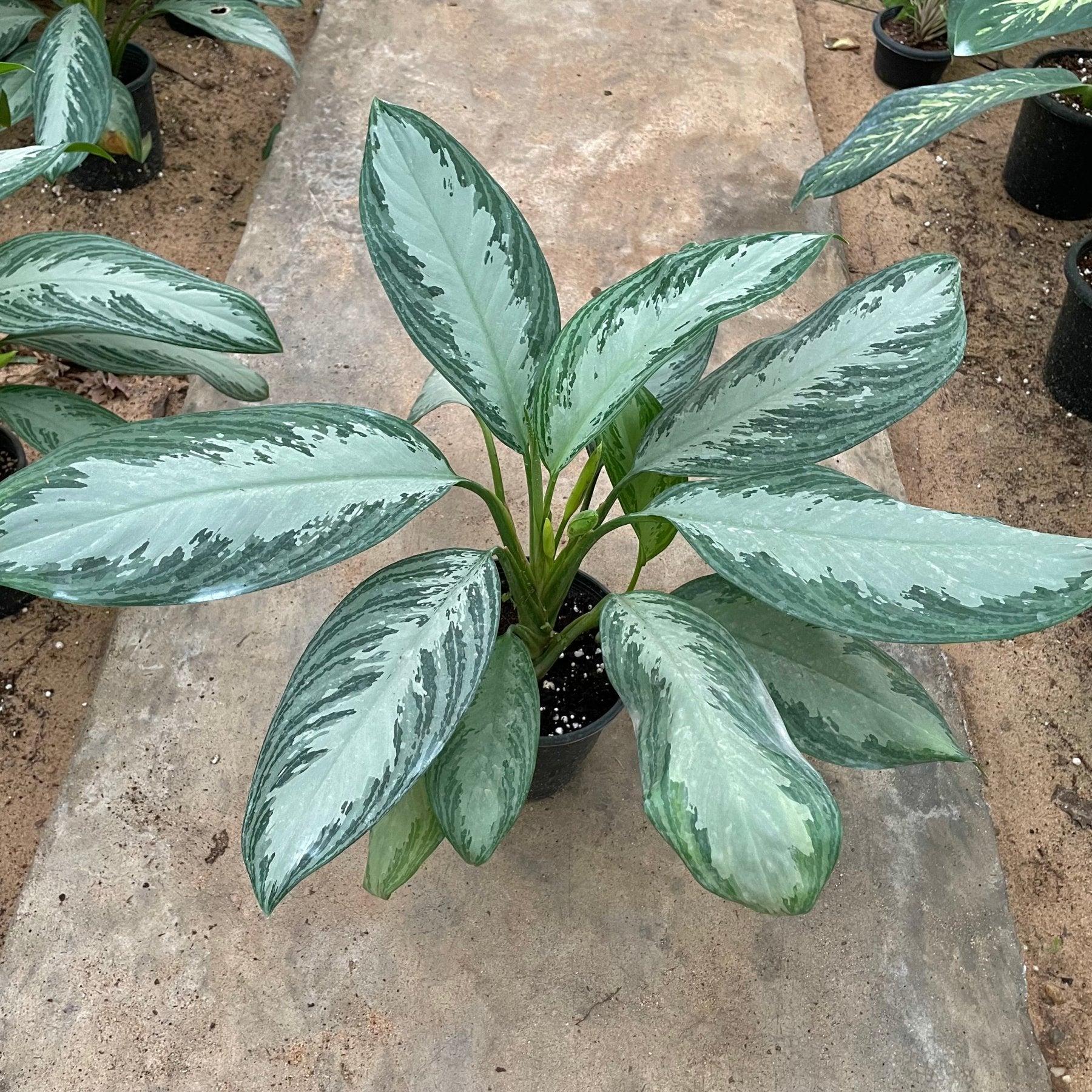 aglaonema silver bay soil Aglaonema Silver Queen - اجلونيما سيلفر كوين