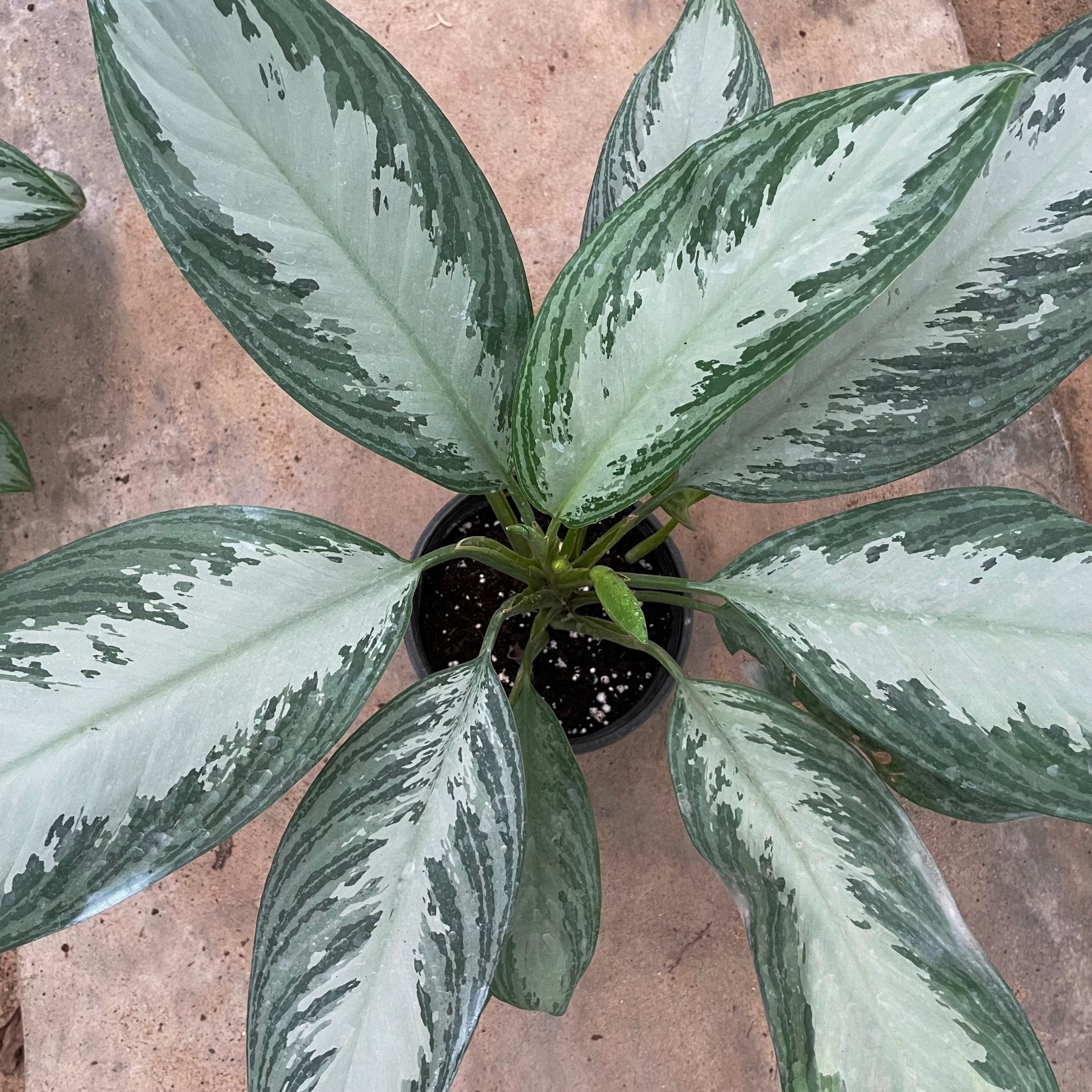Aglaonema Silver Bay - اجلونيما سيلفر باي - Green Mist