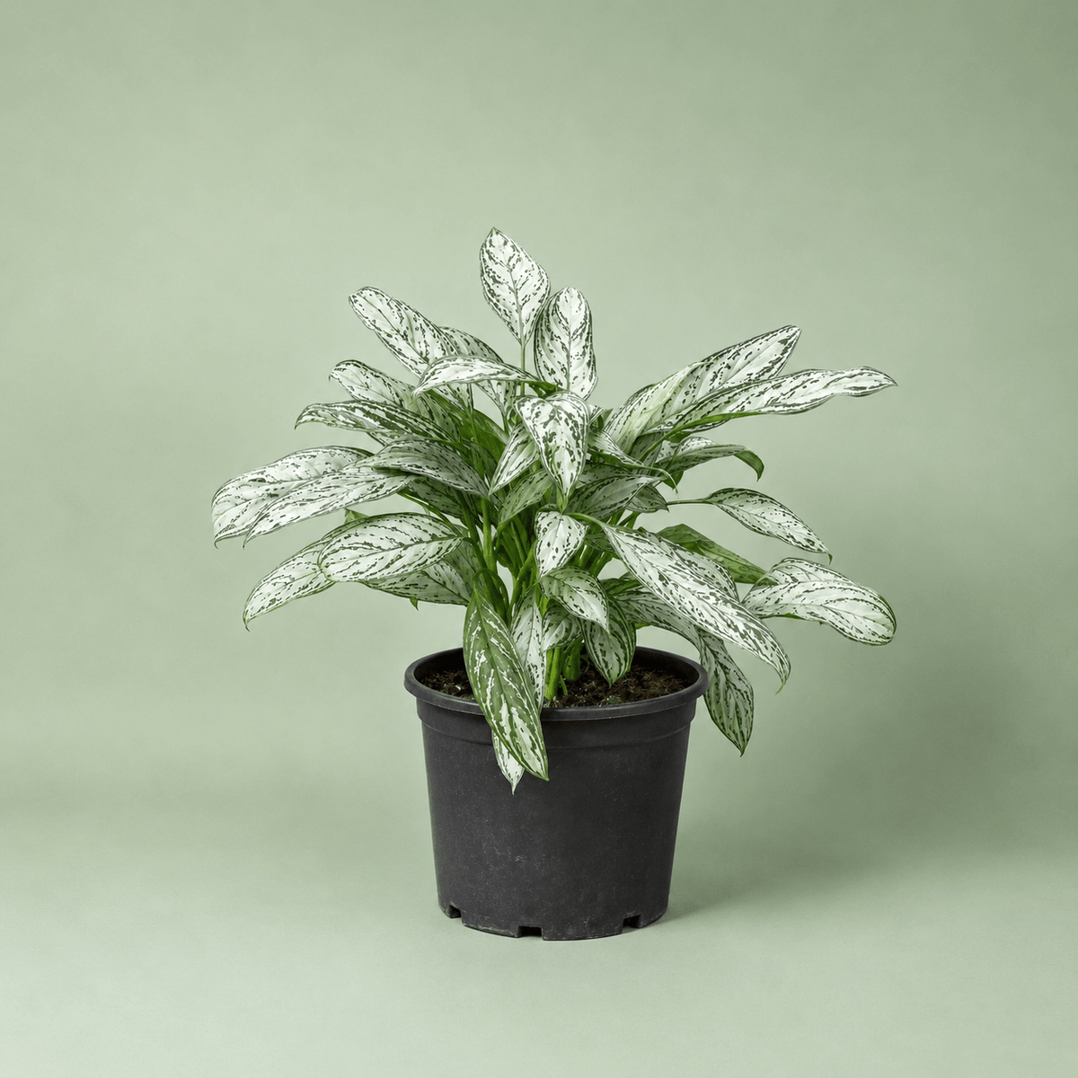 Aglaonema Silver Queen - اجلونيما سيلفر كوين - Green Mist