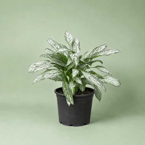 Aglaonema Silver Queen - اجلونيما سيلفر كوين - Green Mist