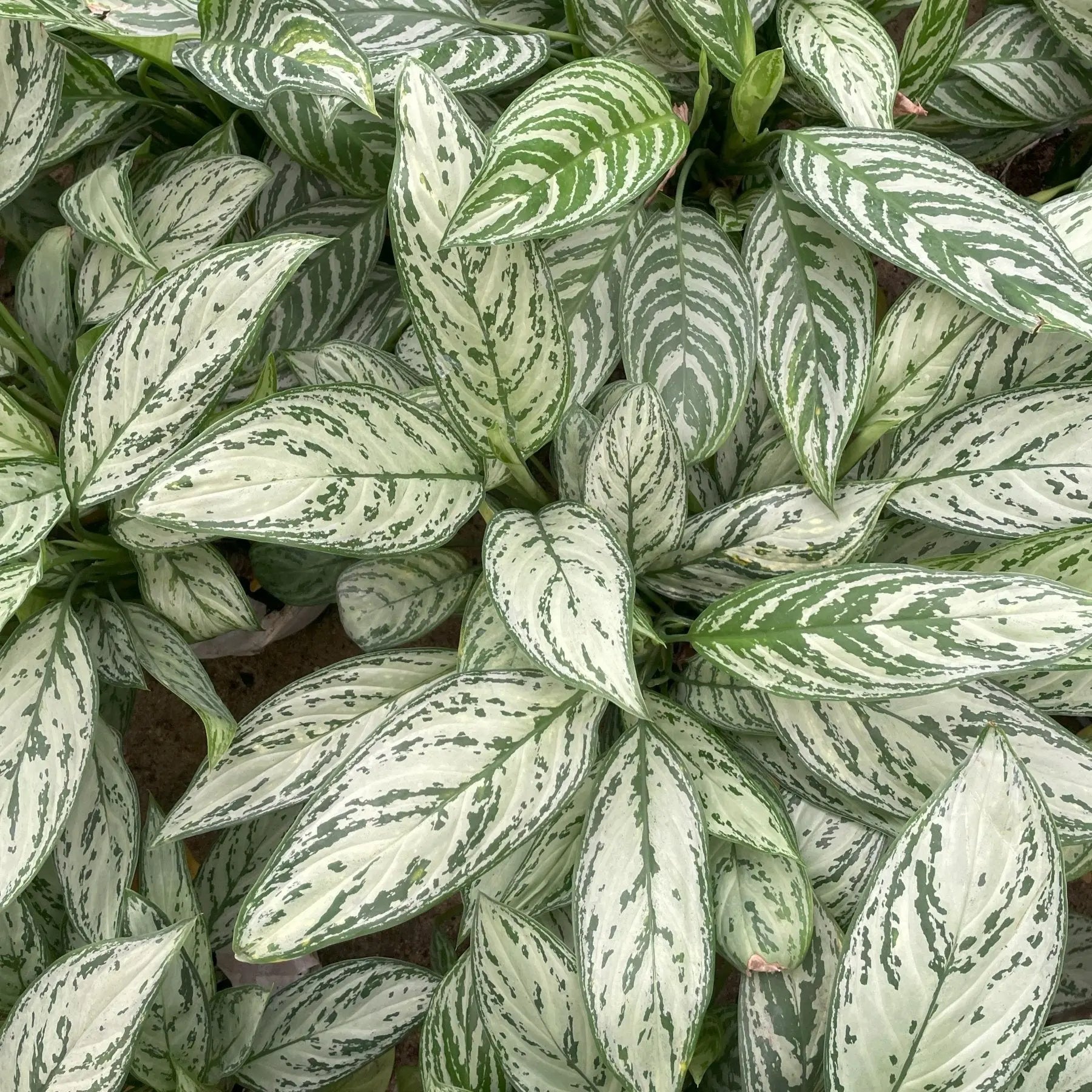 Aglaonema Silver Queen - اجلونيما سيلفر كوين - Green Mist