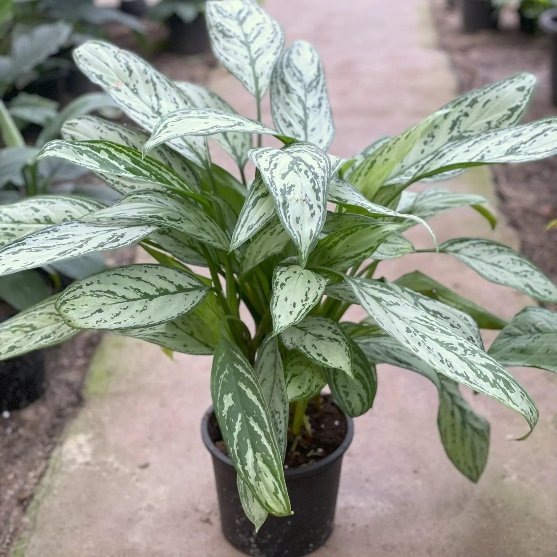Aglaonema Silver Queen - اجلونيما سيلفر كوين - Green Mist