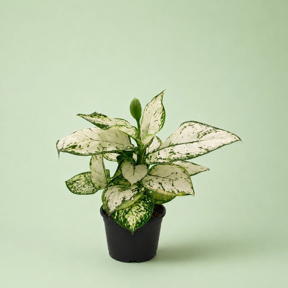 Aglaonema Super White - اجلونيما - Green Mist