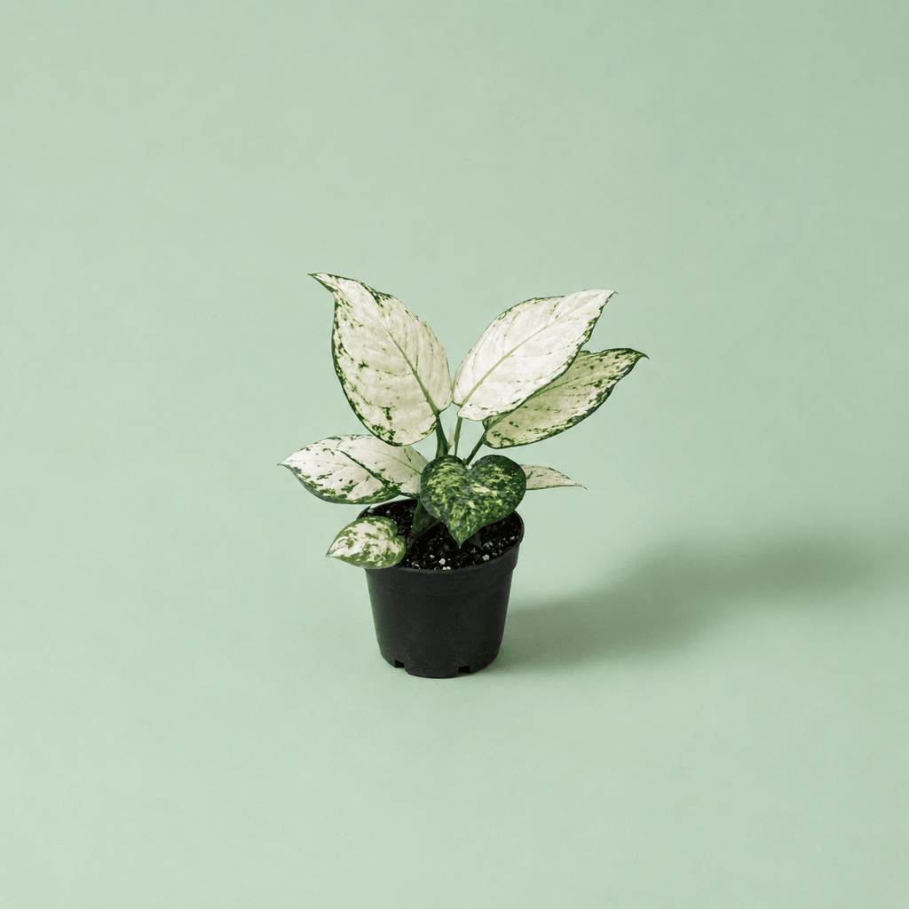 Aglaonema Super White - اجلونيما - Green Mist