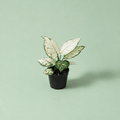 Aglaonema Super White - اجلونيما - Green Mist