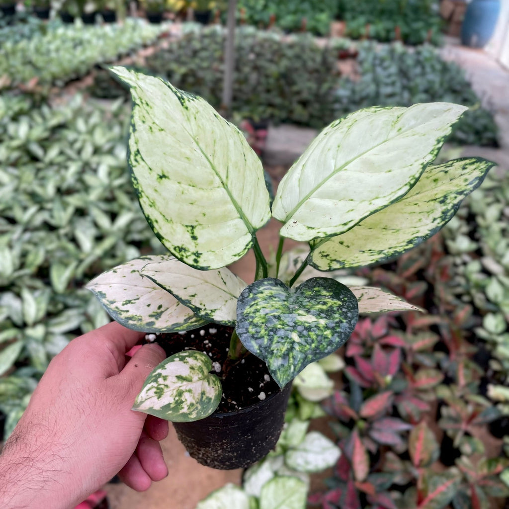 Aglaonema Super White - اجلونيما بيضاء - Green Mist
