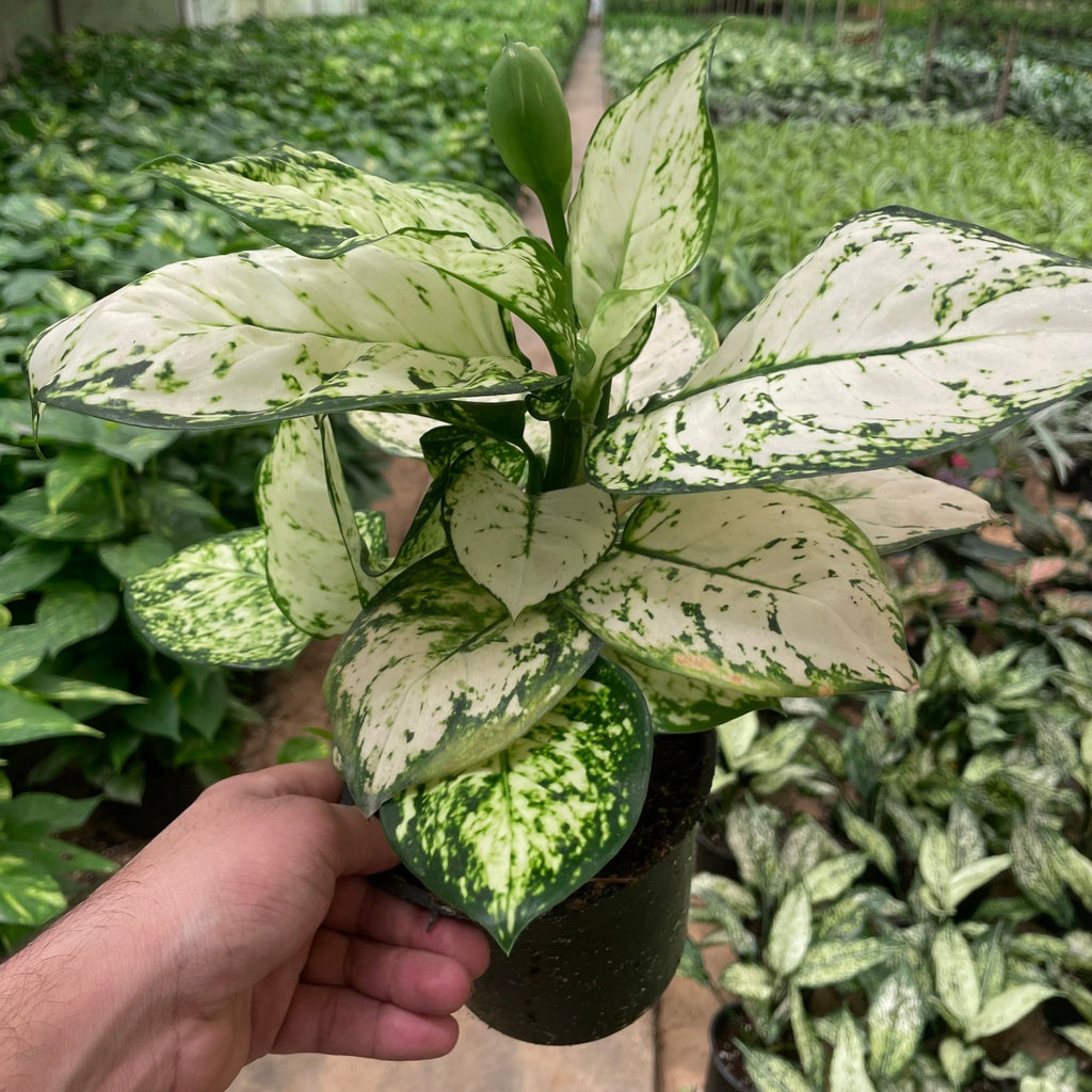 Aglaonema Super White - اجلونيما بيضاء - Green Mist