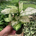 Aglaonema Super White - اجلونيما بيضاء - Green Mist