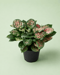 Aglaonema Valantine - اجلونيما احمر - Green Mist
