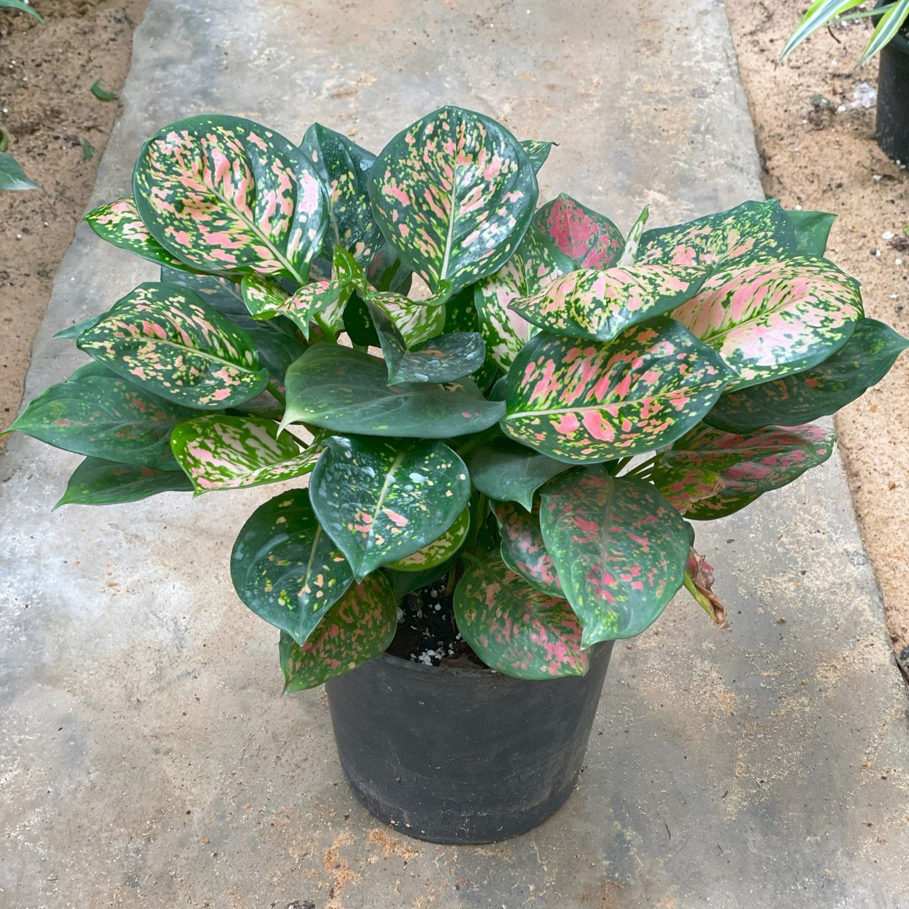 Aglaonema Valantine - اجلونيما احمر - Green Mist