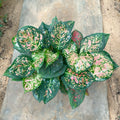 Aglaonema Valantine - اجلونيما احمر - Green Mist