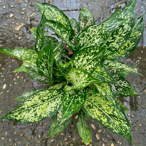 Aglaonema white - اجلونيما بيضاء - Green Mist