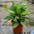 Aglaonema white - اجلونيما بيضاء - Green Mist